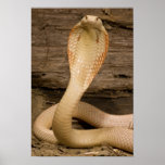 Albino Monacled Cobra, Naja kaouthia, coiled