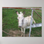 Albino Mule Poster