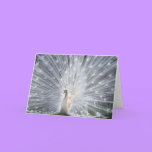 Albino Peacock cards