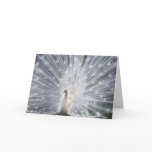 Albino Peacock Card