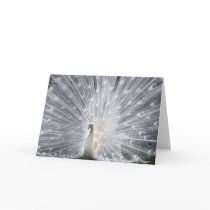 Albino Peacock cards by pageandturner Albino Peacock cards