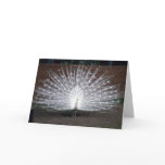Albino Peacock Greeting Cards