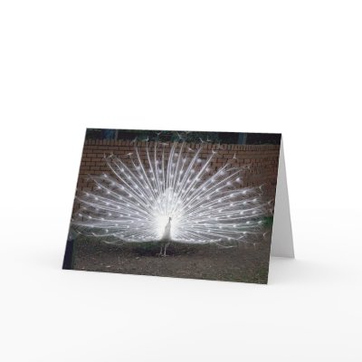 Albino Peacock Greeting Cards by muenks3