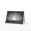 Albino Peacock cards by muenks3 Albino Peacock cards