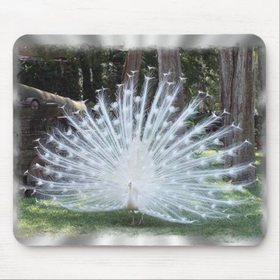 Albino Peacock Mouse Pad by Albino Peacock Feather. Albino Peacock Mouse Pad by