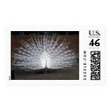 Albino Peacock postage by muenks3 Albino Peacock postage