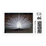 Albino Peacock Postage Stamps
