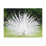 Albino-Peacock Postcards