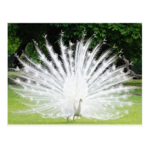 Albino-Peacock Postcards