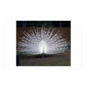 Albino Peacock posters by muenks3 Albino Peacock posters