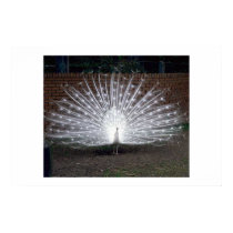 Albino Peacock posters by muenks3 Albino Peacock posters