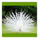 Albino-Peacock Posters