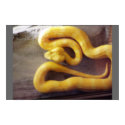 albino python posters by jennaroar albino python posters