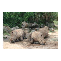 Albino Rhino posters by Paddydee56 Albino Rhino posters