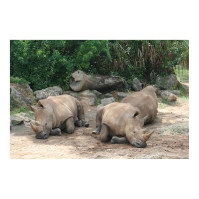 Albino Rhino Print by Paddydee56
