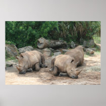 Albino Rhino posters