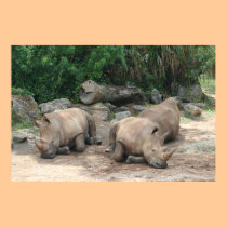 Albino Rhino posters