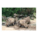 Albino Rhino posters by Paddydee56 Albino Rhino posters