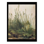 Albrecht Durer Great Piece of Turf Postcard