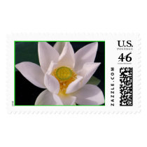 album grandiflorium Lotus postage