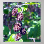Alder Seeds 1 Poster