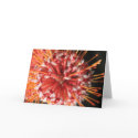 Alemany Beauty 2 cards by lmitic Alemany Beauty 2 cards