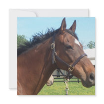 Alert Arabian Horse Invitations