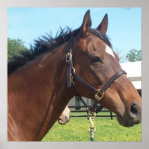 Alert Arabian Horse Poster