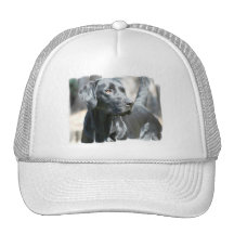 Alert Black Lab Baseball Hat
