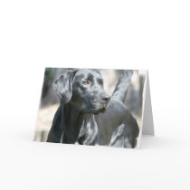 Alert Black Lab Greeting Card