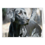 Alert Black Lab Greeting Card