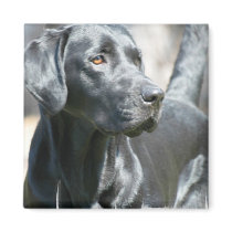 Alert Black Lab Magnet