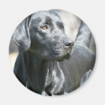 Alert Black Lab Magnet