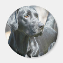 Alert Black Lab Magnet