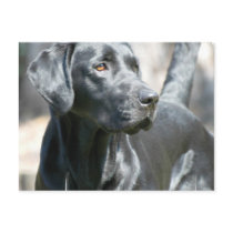 Alert Black Lab Postcard