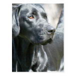 Alert Black Lab Postcard