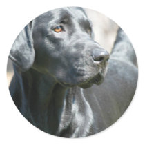 Alert Black Lab Stickers