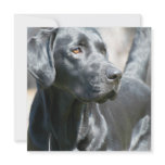 Alert Black Labrador Rertriever Dog Invitations