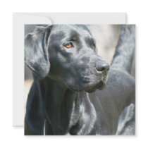 Alert Black Labrador Rertriever Dog Invitations