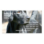 Alert Black Labrador Retriever Business Cards