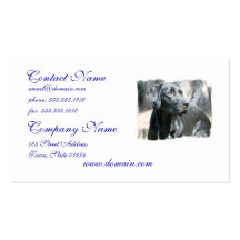 Alert Black Labrador Retriever Dog Business Cards