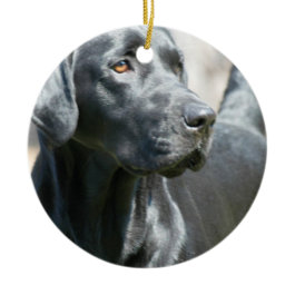 Alert Black Labrador Retriever Dog Ornament