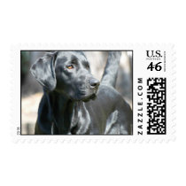 Alert Black Labrador Retriever Dog Postage Stamps
