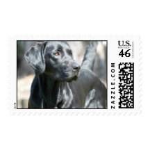 Alert Black Labrador Retriever Dog Postage Stamps