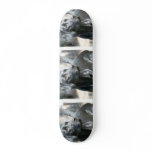 Alert Black Labrador Retriever Dog Skateboard