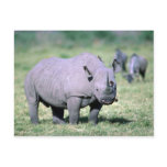 Alert Black Rhino Post Card