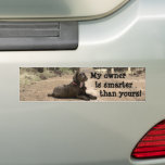 Alert Chocolate Lab On A Forest Trail Bumper Stickers