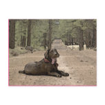 Alert Chocolate Lab On A Forest Trail Postcard