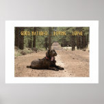 Alert Chocolate Lab On A Forest Trail Print