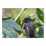 Alert Eastern Towhee Card